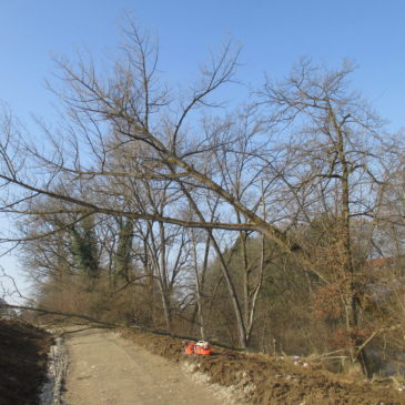 Fällen von Bäumen für einen Wegneubau