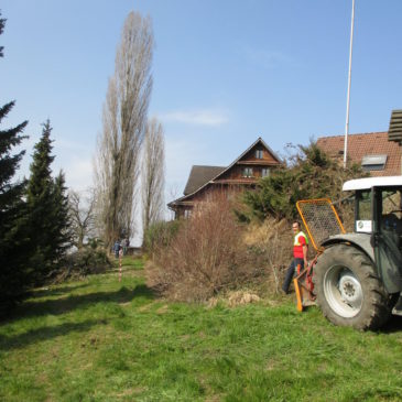 Fällen einer Pappel in Steinhausen