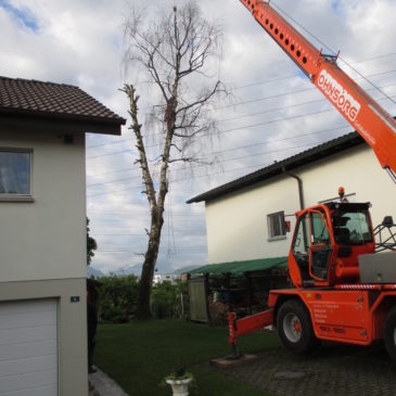 Fällen einer dürren Birke in Steinhausen