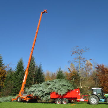 Liefern eines 13m hohen Weihnachtsbaumes
