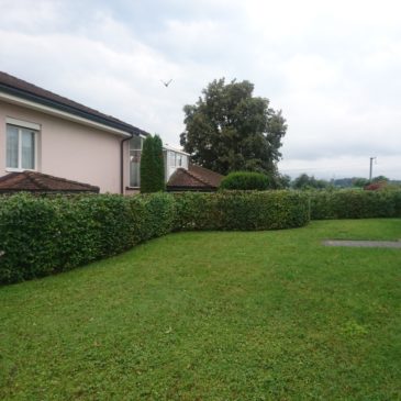 Zurückschneiden einer Hecke