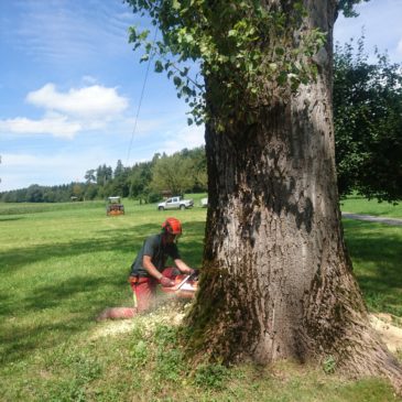Fällen einer grossen Pappel in Steinhausen