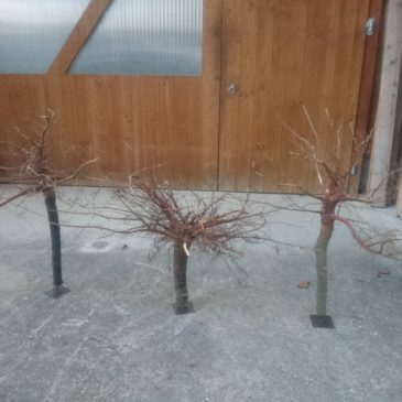 Bereitstellen von Wurzeln für eine Dekoration