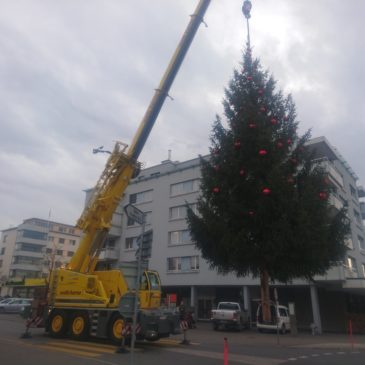 Stellen eines Weihnachtsbaumes im Zentrum von Steinhausen